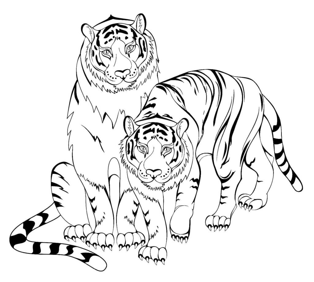 Тигр и лев раскраска