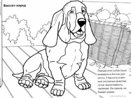 Раскраска породы собак