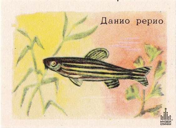 Данио рерио рисунок