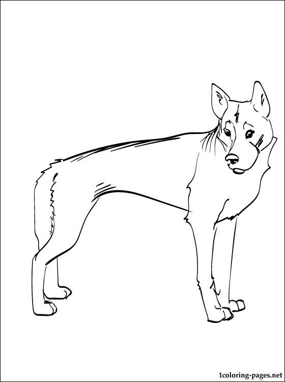 Собака динго распечатать. Дикая собака Динго раскраска. Собака Динго раскраска для детей. Собака Динго рисунок. Динго карандашом.