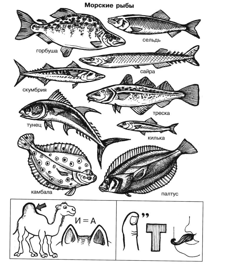 Примеры группы рыбы. Морская рыба названия. Морские и речные рыбы для детей. Морская Промысловая рыба. Морские и Пресноводные рыбы схема.