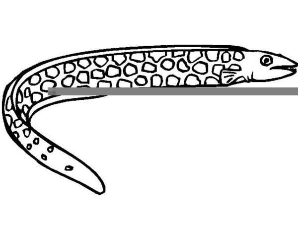 Eel рисунок