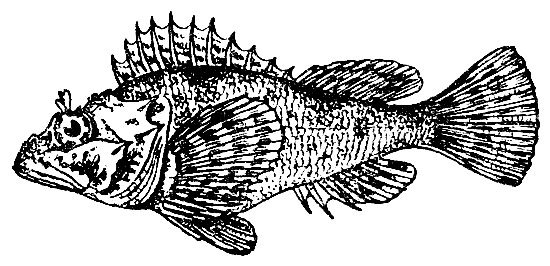 Морской Ерш скорпена
