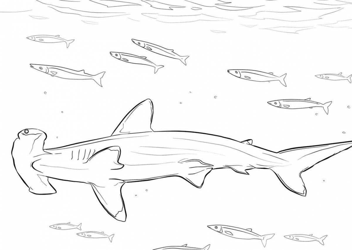 Раскраска акула молот 😻 распечатать бесплатно