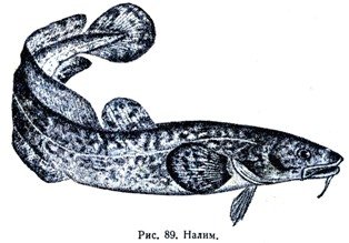 Налим рисунок