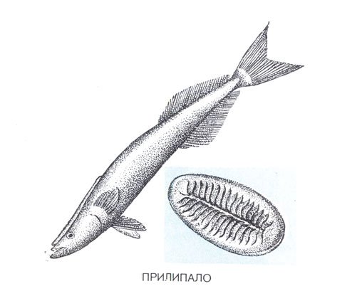 Рыба прилипала рисунок