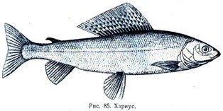 Хариус рыба рисунок