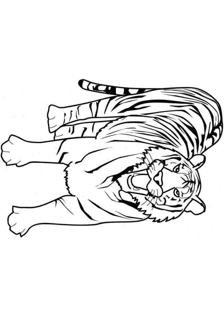 Тигр и лев раскраска - 64 фото