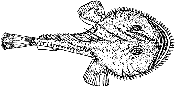 Морской черт раскраска