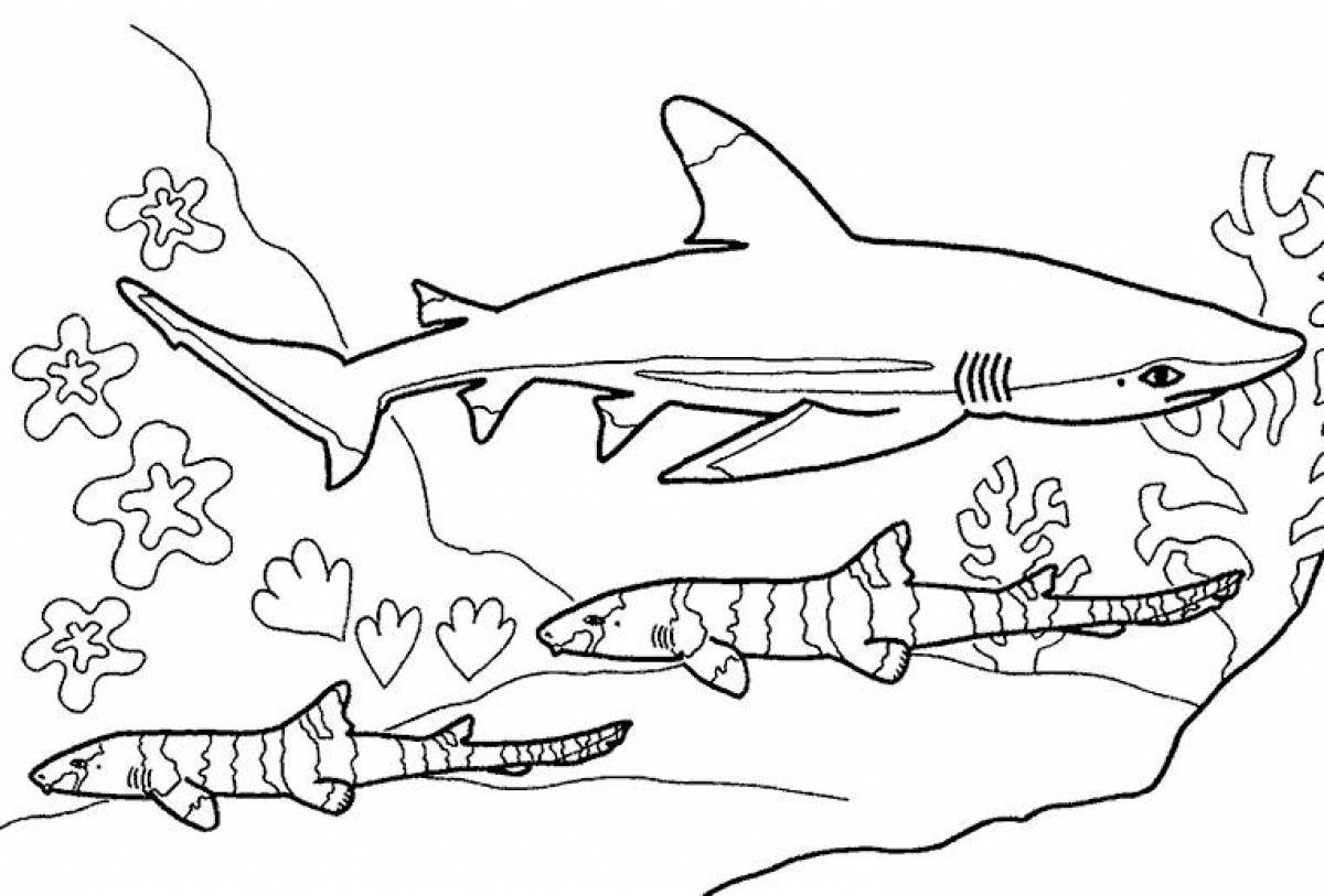 Раскраски акул. Раскраски морских животных и рыб. Раскраска акулы скачать