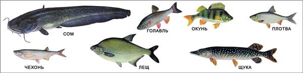 Рыбы Брянской области