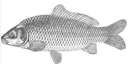 Карп Cyprinus Carpio рисунок