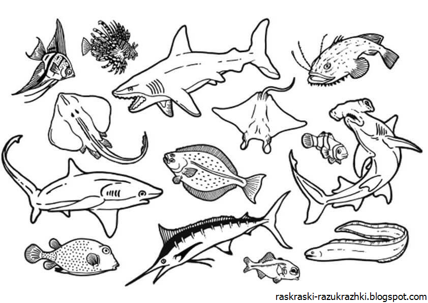 морские обитатели,рыбки.marine life,fish.