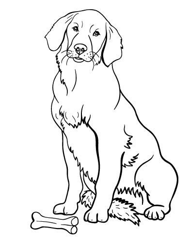 Дудл-дог. Креативный дудлинг и раскраска для любителей собак всех возрастов