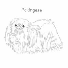 Раскраска собака Пекинес