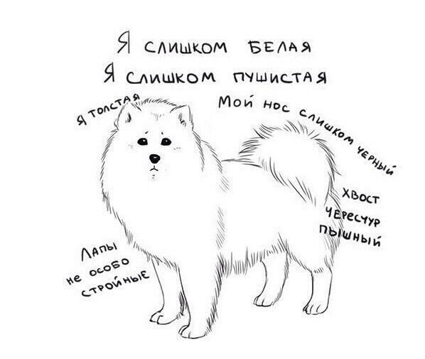 Самоед раскраска