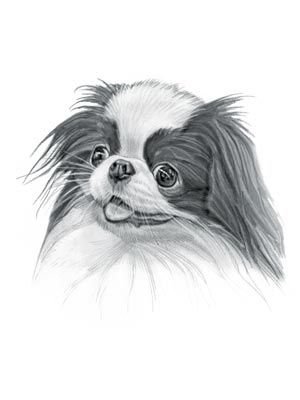 Японский Хин рисунок