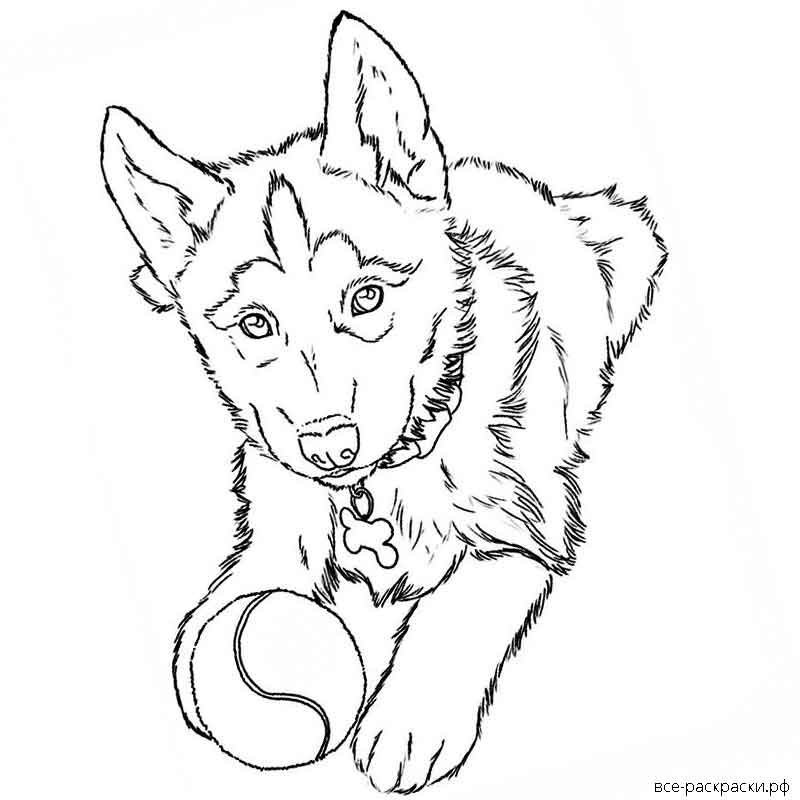 Раскраска собака хаски - 64 фото