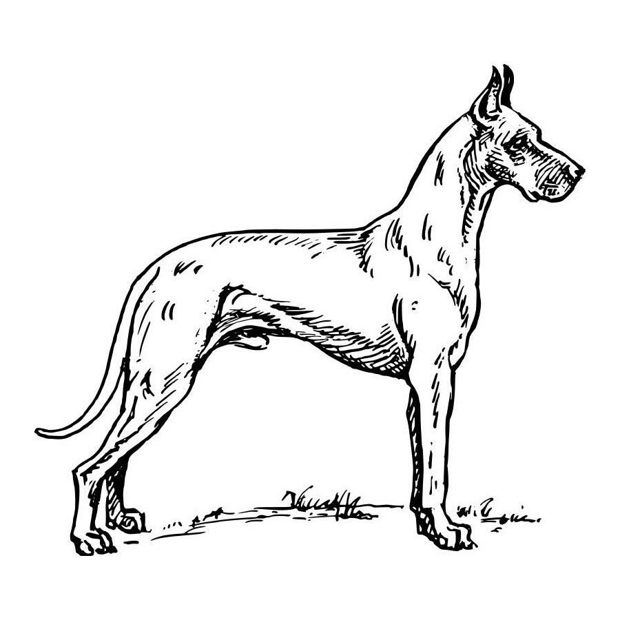 раскраска Доберман собаки, порода создана из крестов в конце девятнадцатого века КЛС Доберман
