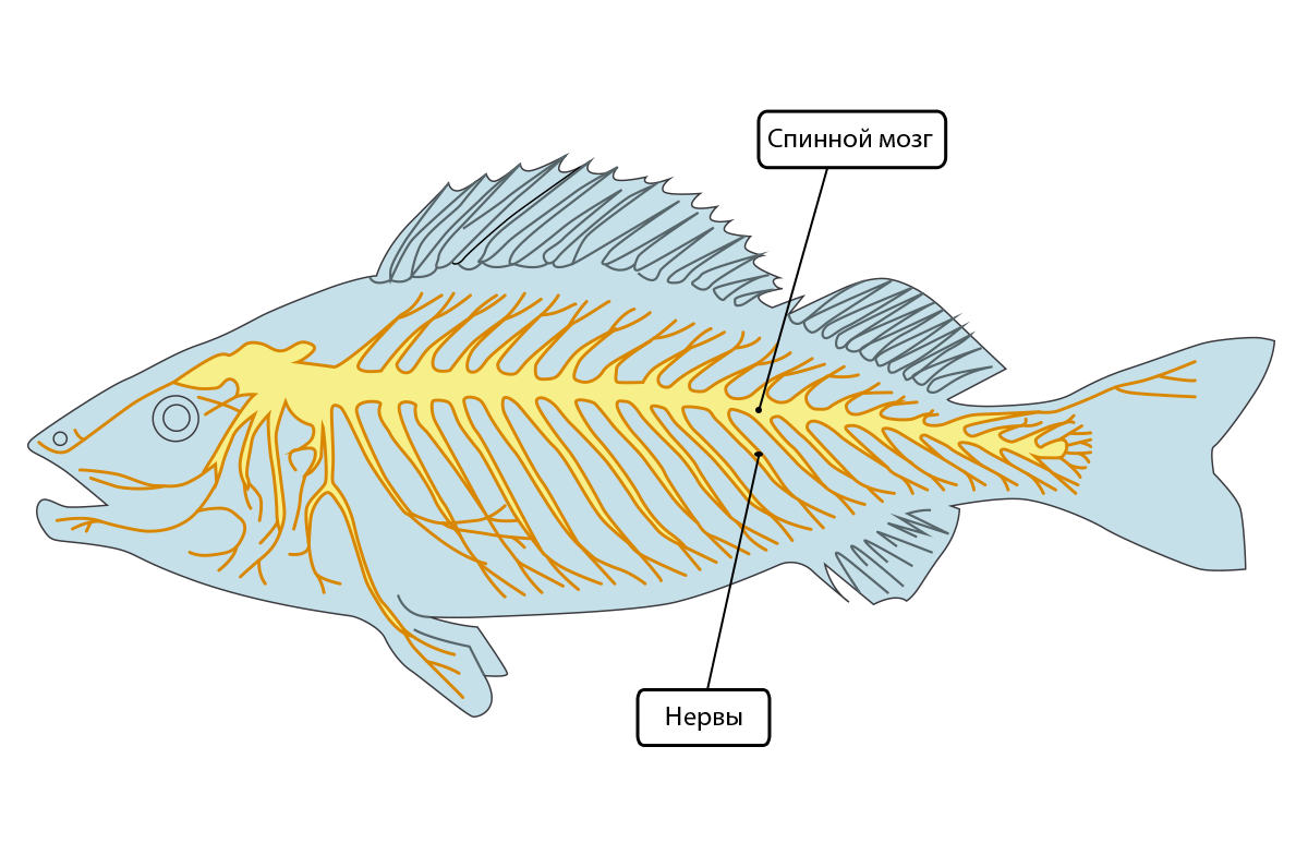 Рыба урок биология. Нервная система рыб. Нервная система речного окуня. Строение нервной системы рыб. Нервная система рыб 7 класс.