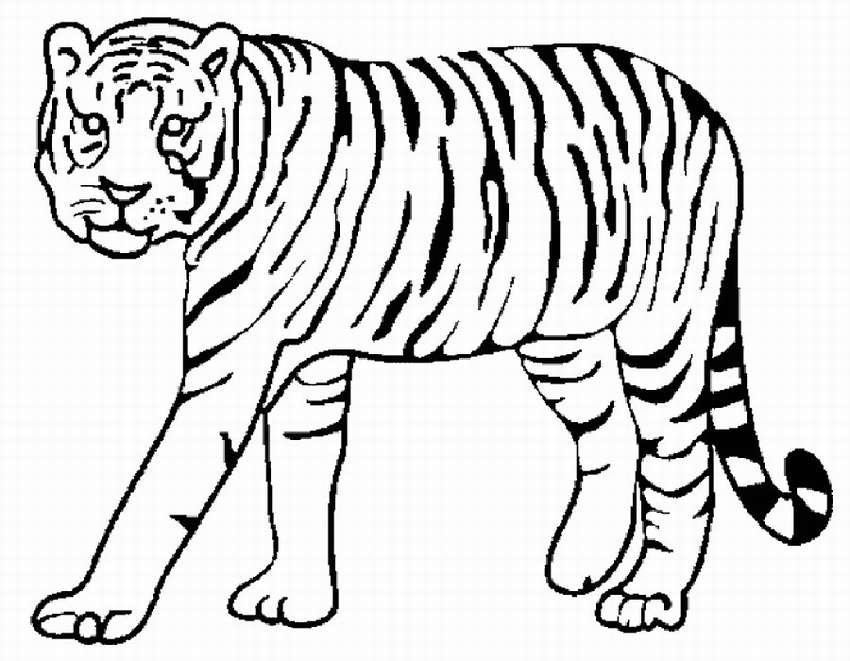 Раскраски Тигры распечатать на А4