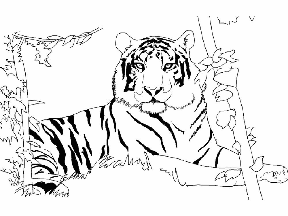 Раскраски Тигр, Скачать много раскрасок.