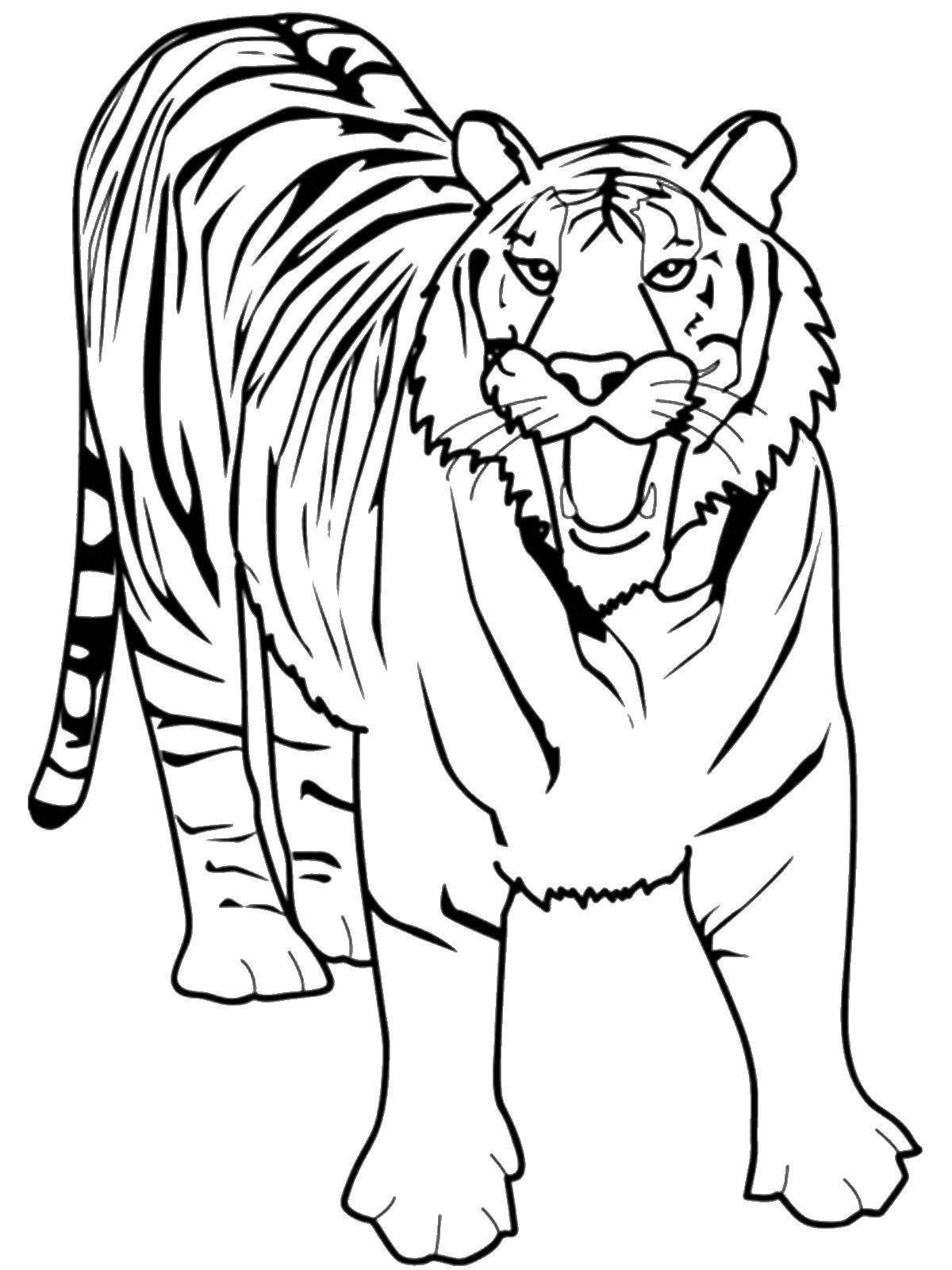 Раскраски Тигра, символ Нового Года