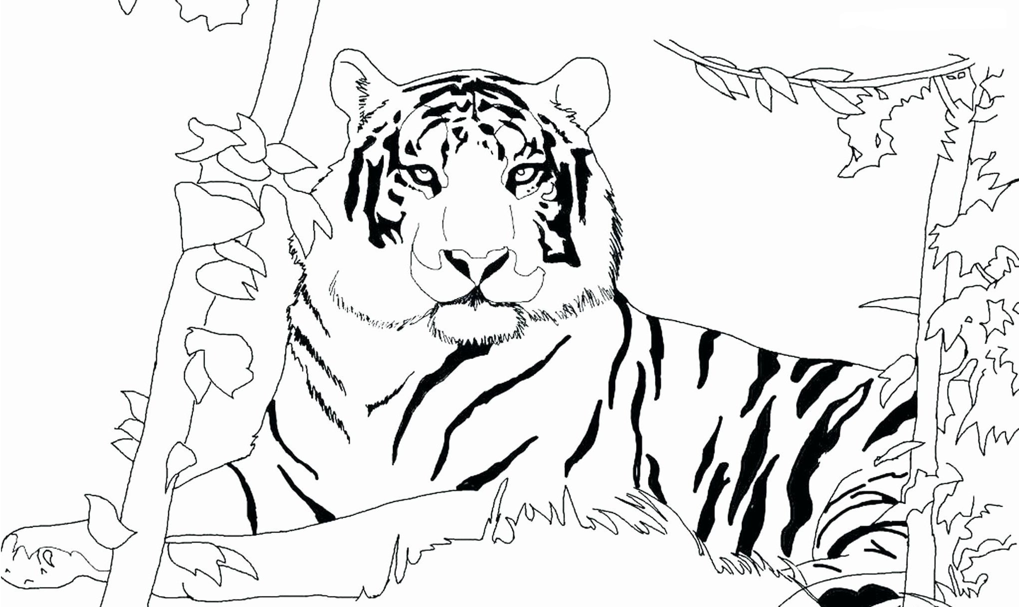 Раскраска Красивая Тигрица ♥ Онлайн и Распечатать Бесплатно!