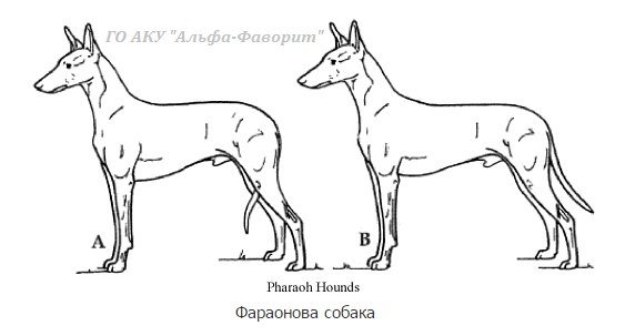 Фараонова собака рисунок