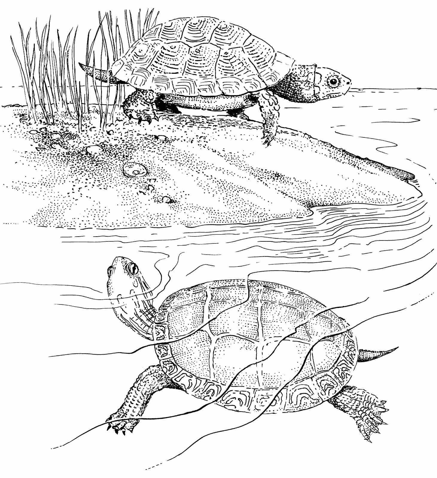 Идеи на тему «ЧЕРЕПАХА рисунок» () | рисунки, иллюстрации, черепаха