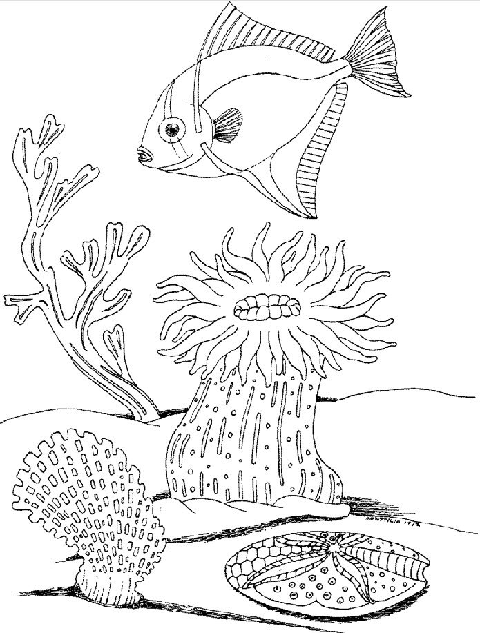 Раскраски коралловый (природа) – Бесплатные раскраски для печати