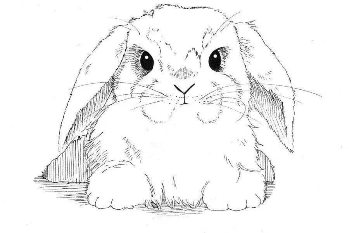 Раскраски Кролик - новые для печати 20+ изображений