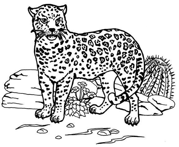 Набор для творчества раскраска по номерам «Дикий леопард»