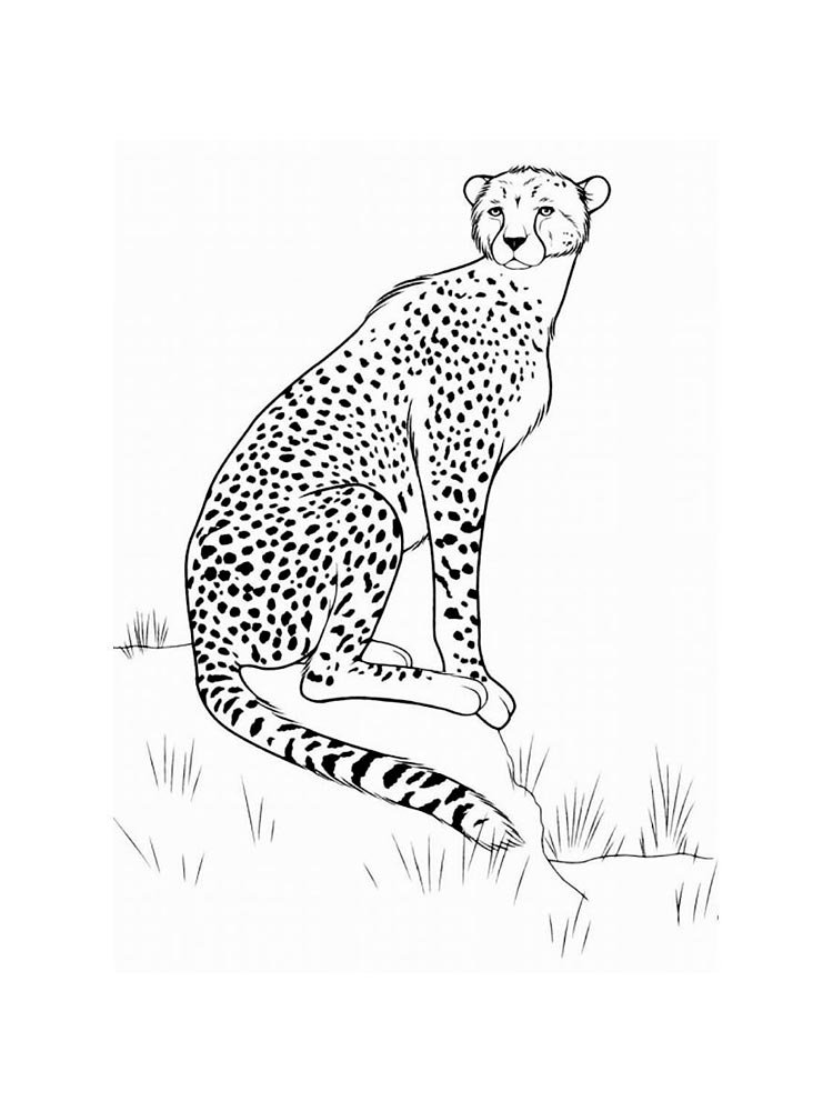 Раскраска Леопард (просто)