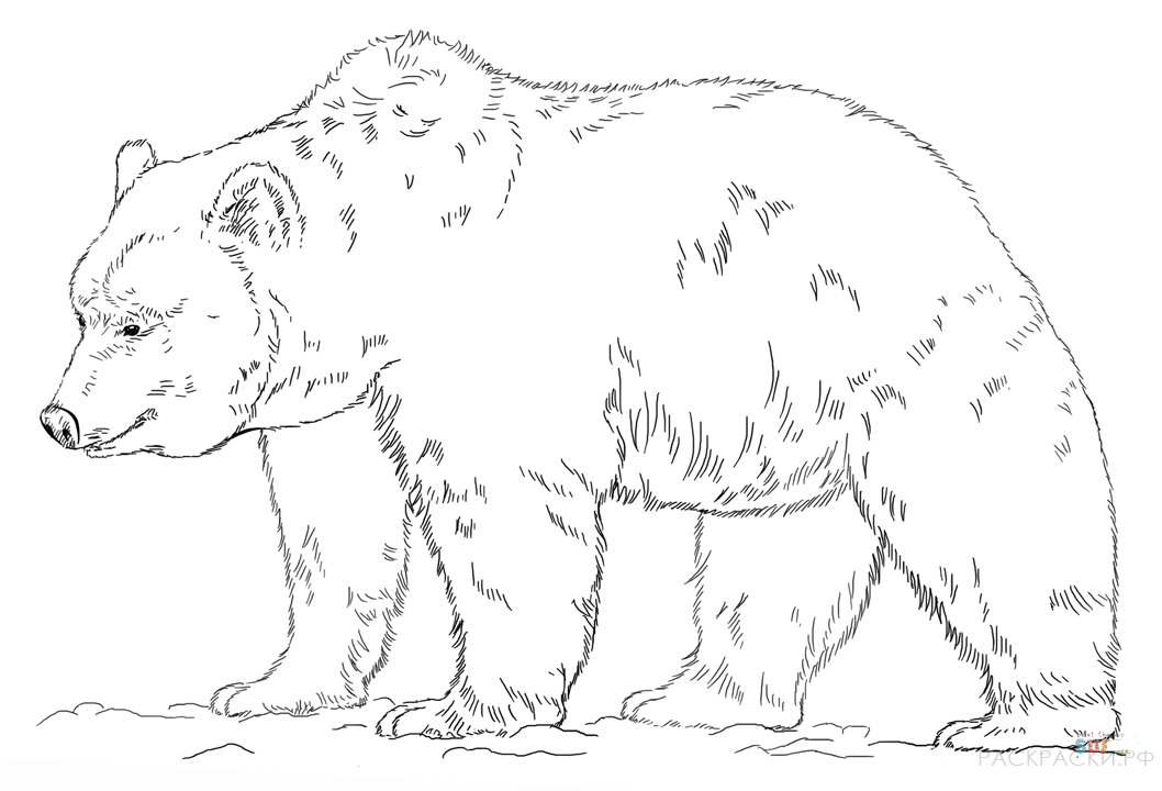 Бурый медведь 11