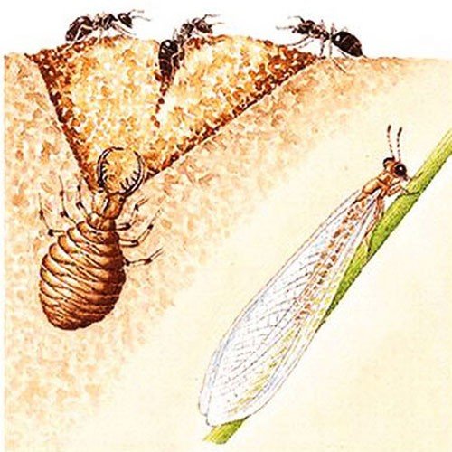 Личинка Стрекозы муравьиный Лев