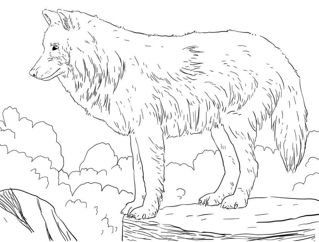 Рисунки редких животных из красной книги (46 фото) » рисунки для срисовки на вороковский.рф