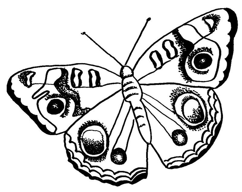 Фото по запросу Раскраска бабочка