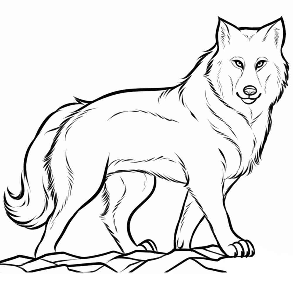 Картинки волка для срисовки (60 картинок)