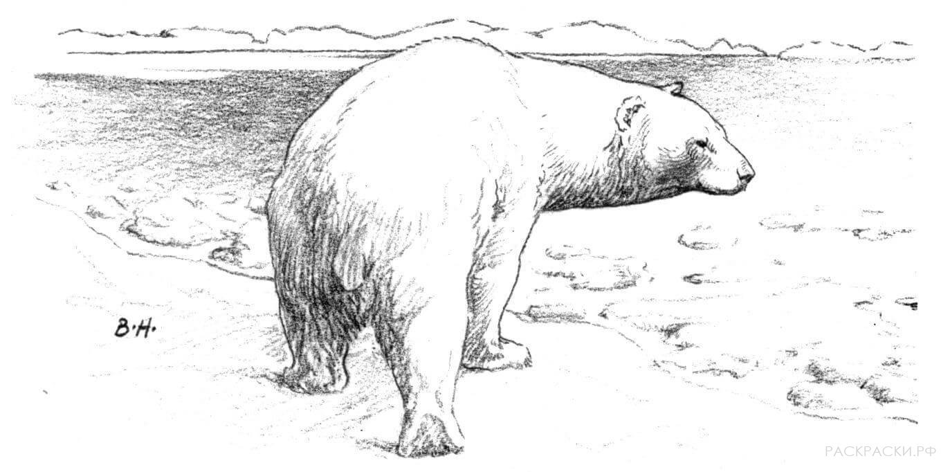 Раскраски Белых медведей