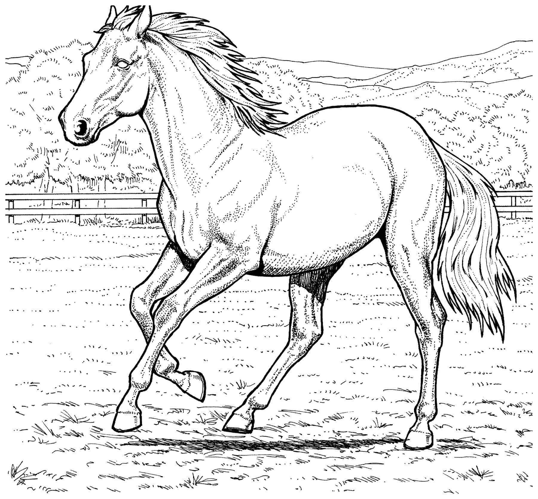 Рисунок семья лошадей