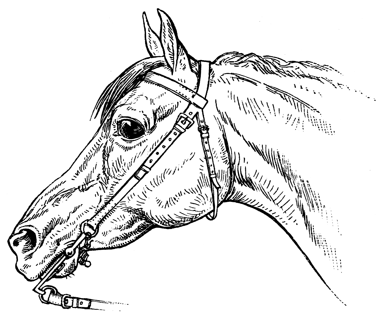 Морда лошади раскраска - 65 фото