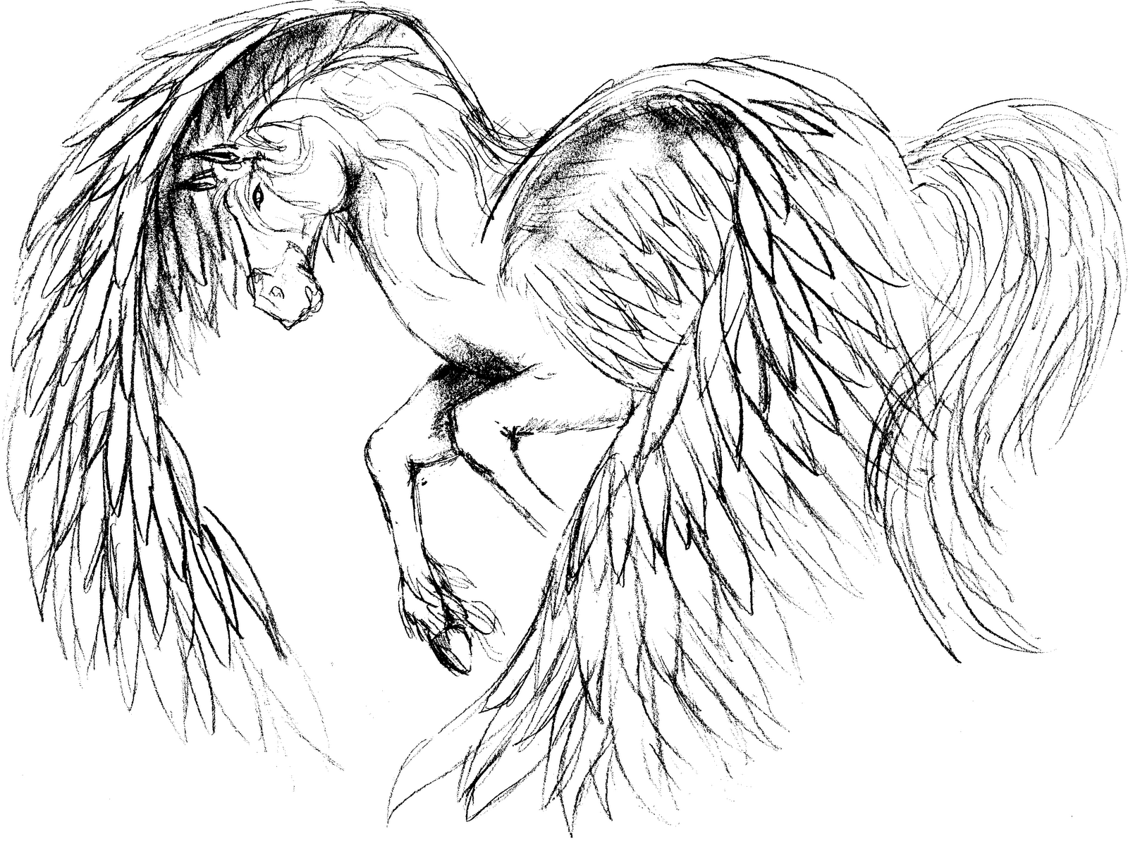 Рисунки карандашом лошадь с крыльями (23 фото)