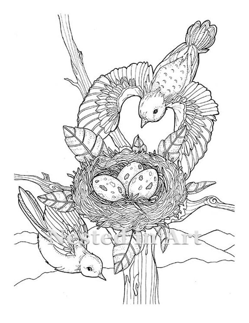 Раскраски гнездо, Раскраска Гнездо птицы .