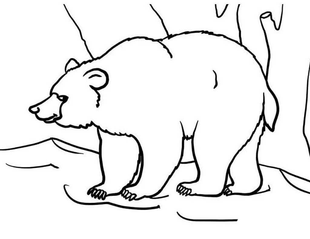 Раскраска - Дикие животные - Бурый медведь | MirChild