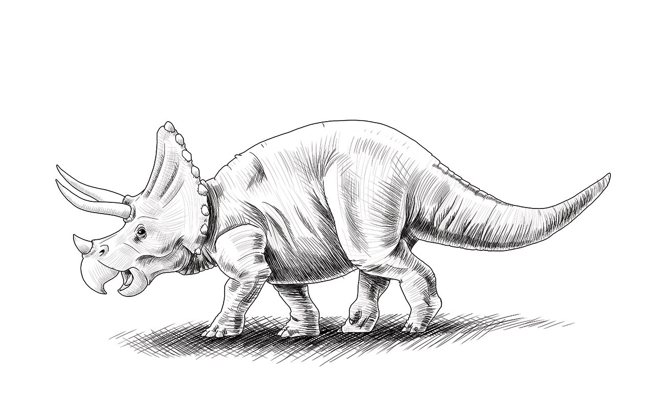 Раскраски Трицератопс, Раскраска Динозавр трицератопс динозавр.