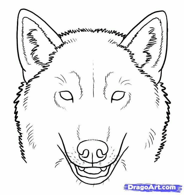 Раскраски раскраска волк