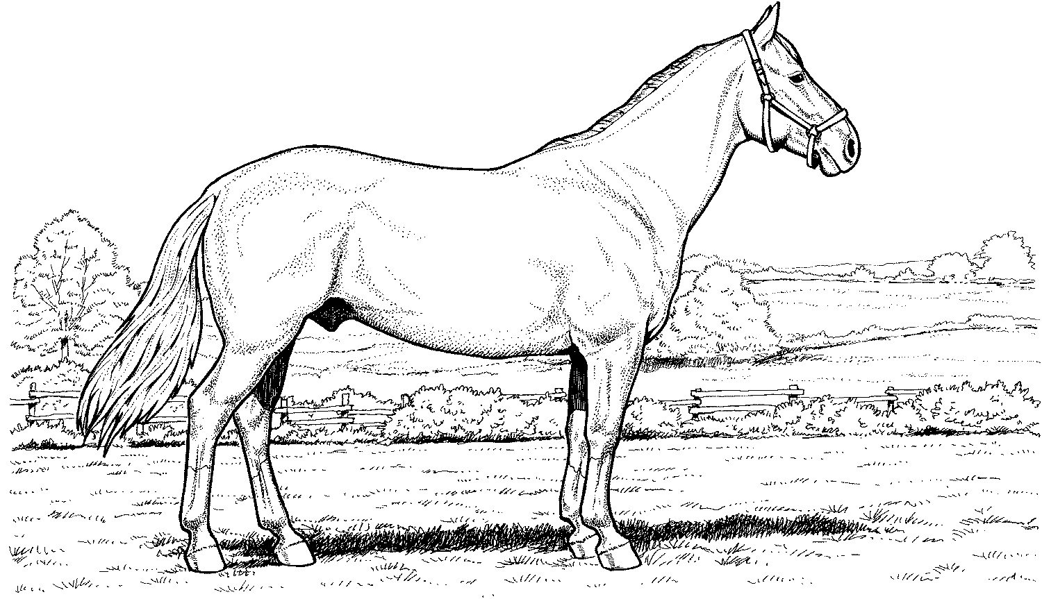 Раскраски лошади - для печати