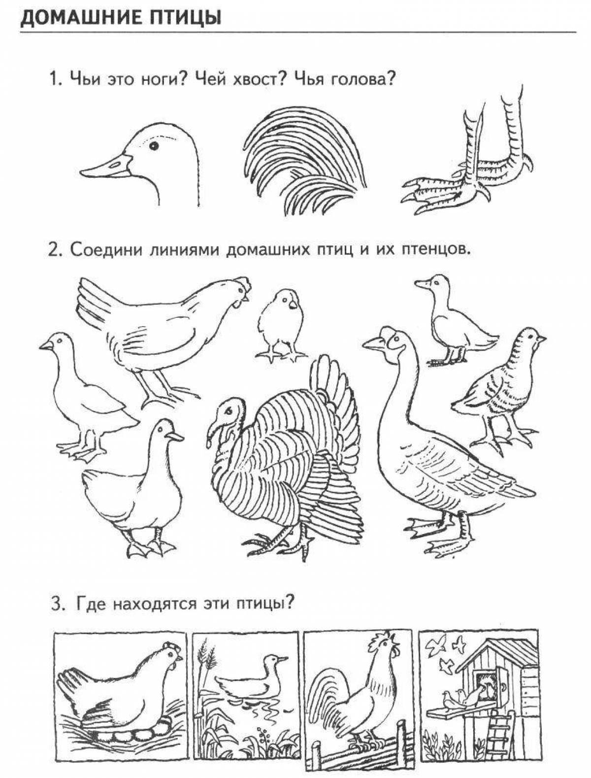 Раскраска Hatber Мои первые уроки Домашние птицы с наклейками А5