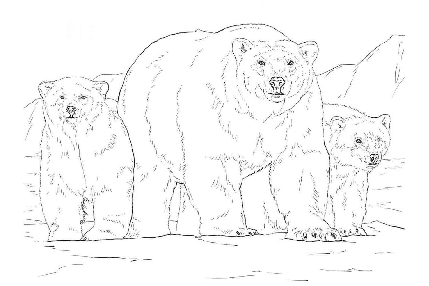 Распечатка медведя. Медведь раскраска. Бурый медведь раскраска. Раскраска. Медвежонок. Медведь картинка раскраска.